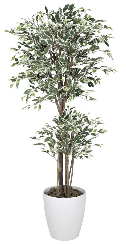 光触媒 人工観葉植物 トロピカルベンジャミン斑入り 1.8 (高さ180cm)