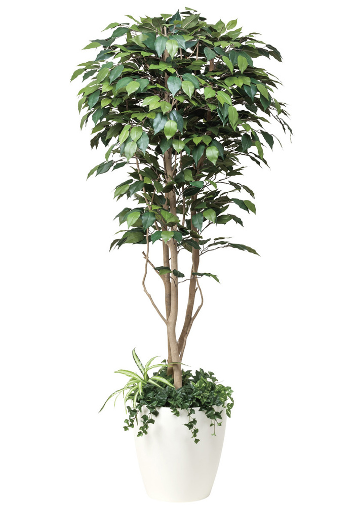 光触媒 人工観葉植物 フィカスベンジャミン1.8植栽付  (高さ180cm)