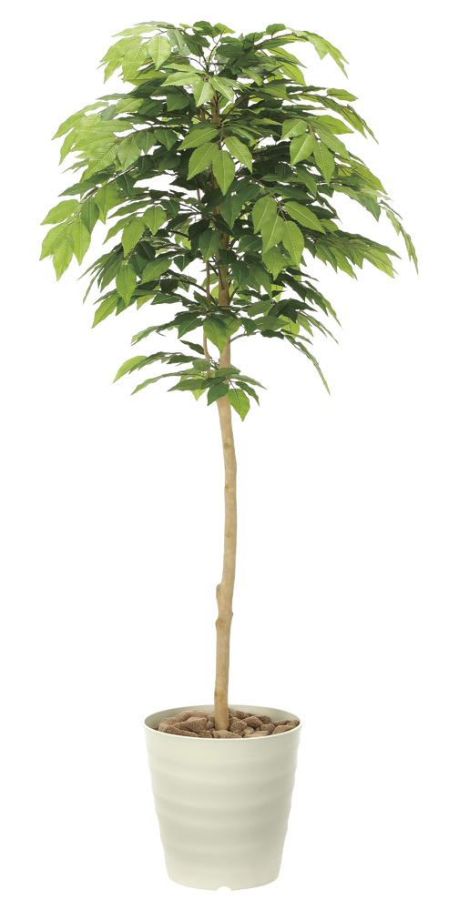 光触媒 人工観葉植物 ケヤキ1.6 (高さ160cm)