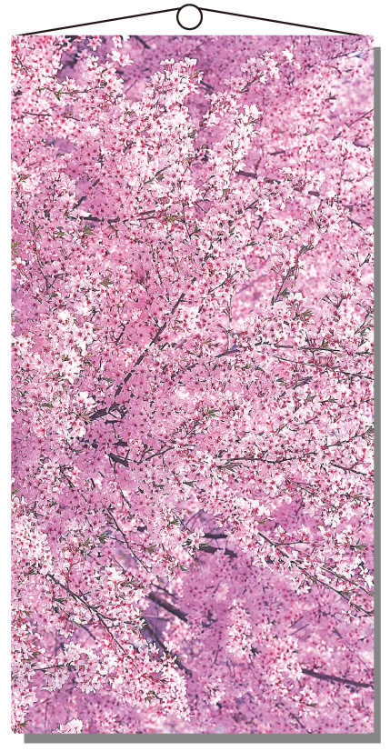 タペストリー満開の桜 (No167-13_05)