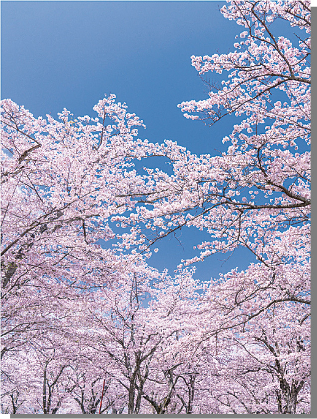 バックスクリーンシート桜 (No167-13_09)