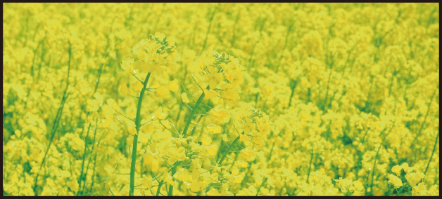 ディスプレイシート菜の花畑