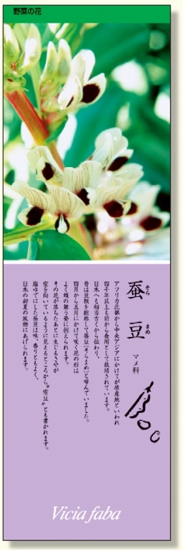 シールギャラリー 野菜の花 そらまめ (916-31)