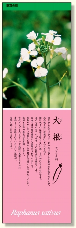 シールギャラリー 野菜の花 だいこん (916-32)