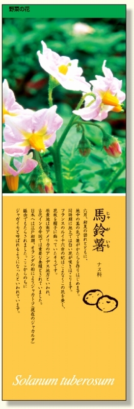 シールギャラリー 野菜の花 じゃがいも (916-33)