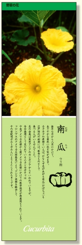 シールギャラリー 野菜の花  かぼちゃ (916-34)