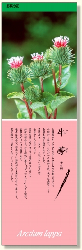 シールギャラリー 野菜の花 ごぼう (916-35)