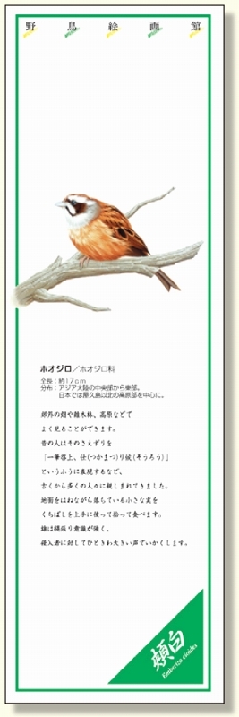 シールギャラリー 野鳥絵画館 ホオジロ (916-42)