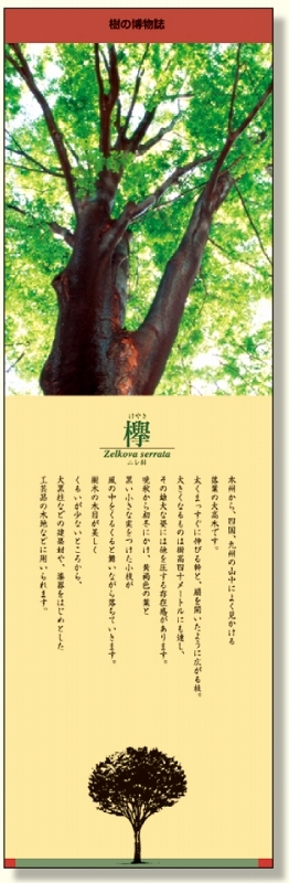 シールギャラリー 樹の博物館 けやき (916-52)