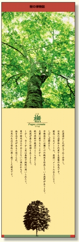 シールギャラリー 樹の博物館 ぶな (916-53)