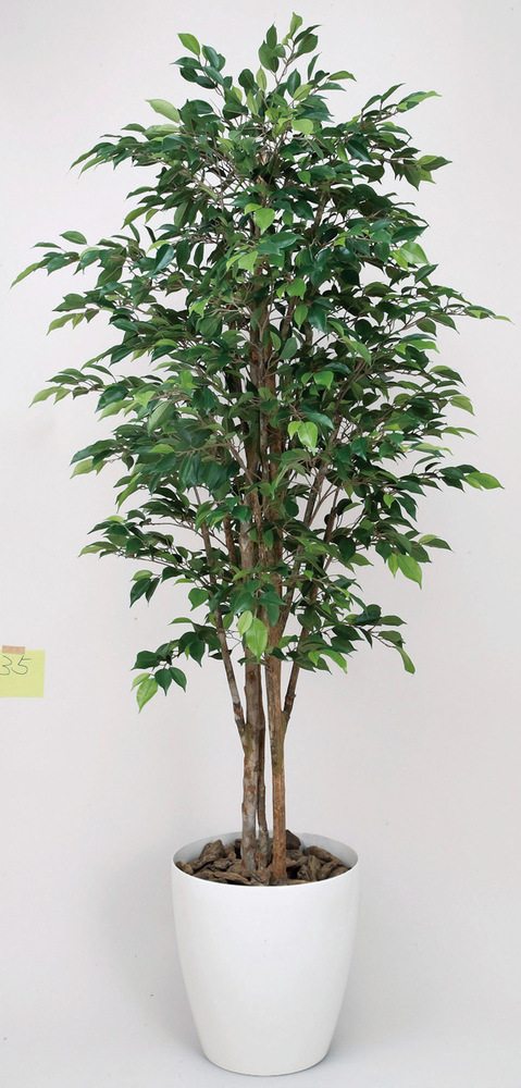 光触媒 人工観葉植物 ロイヤルベンジャミン 1.6 (高さ160cm) - 店舗
