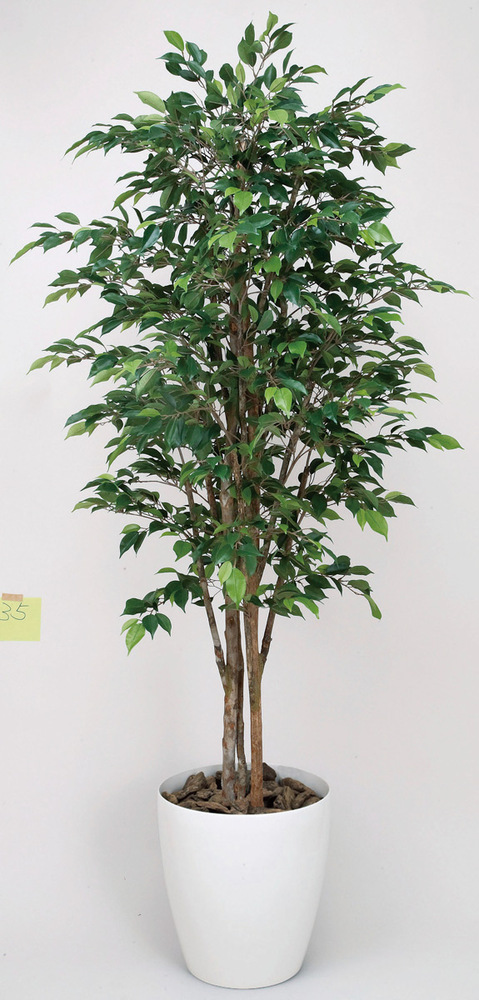 光触媒 人工観葉植物 ロイヤルベンジャミン 1.8 (高さ180cm)