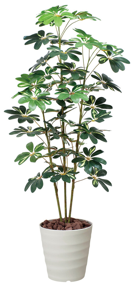 光触媒 人工観葉植物 カポック斑入り1.5 (高さ150cm)