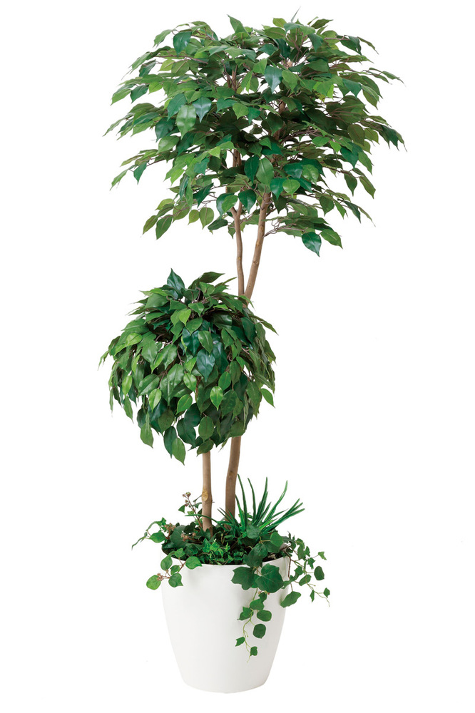 光触媒 人工観葉植物 ベンジャミンダブルフェイス1.8植栽付 (高さ180cm)