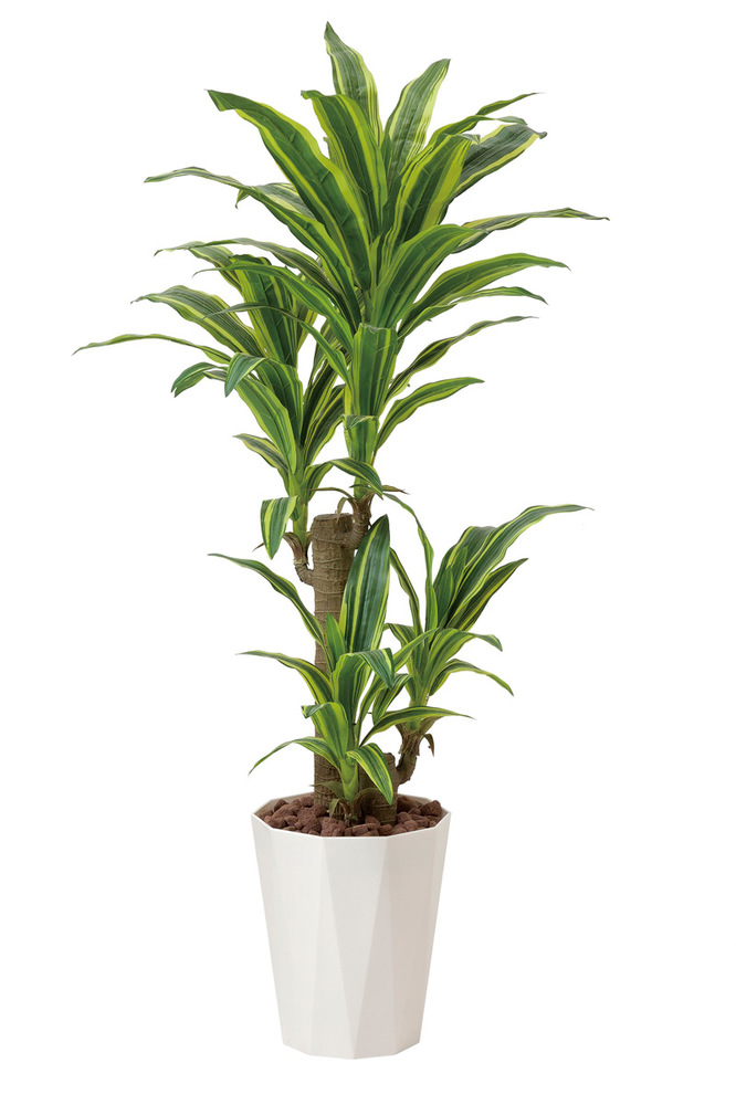 光触媒 人工観葉植物 フレッシュドラセナ1.25 (高さ125cm)