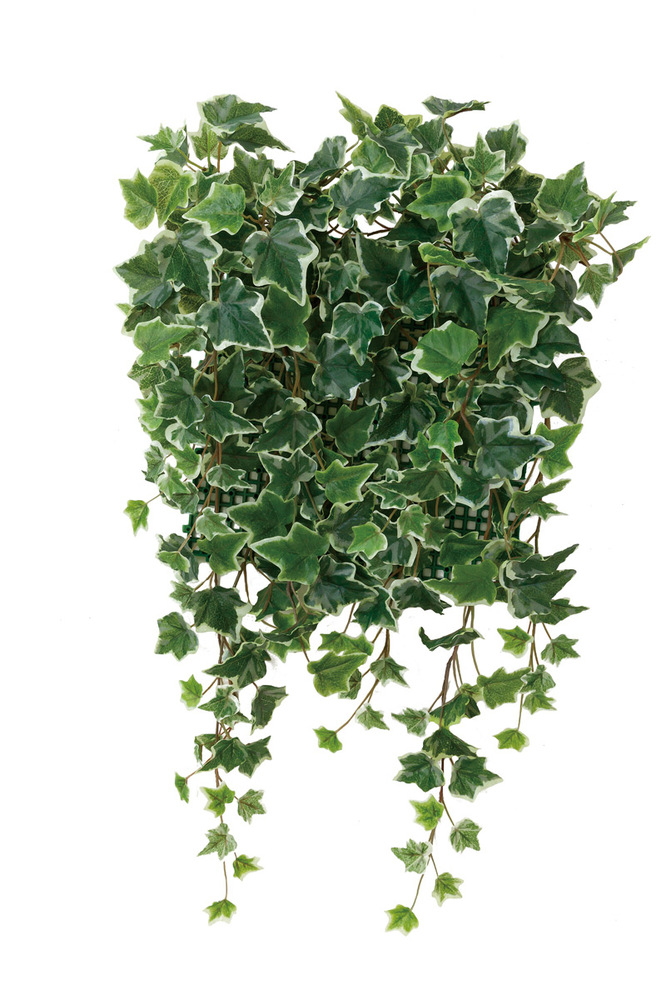 光触媒 人工観葉植物 壁面緑化斑入りアイビー (高さ65cm)