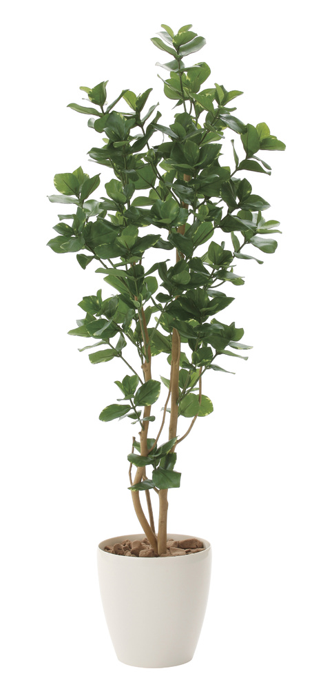光触媒 人工観葉植物 クルシア1.6 (高さ160cm)