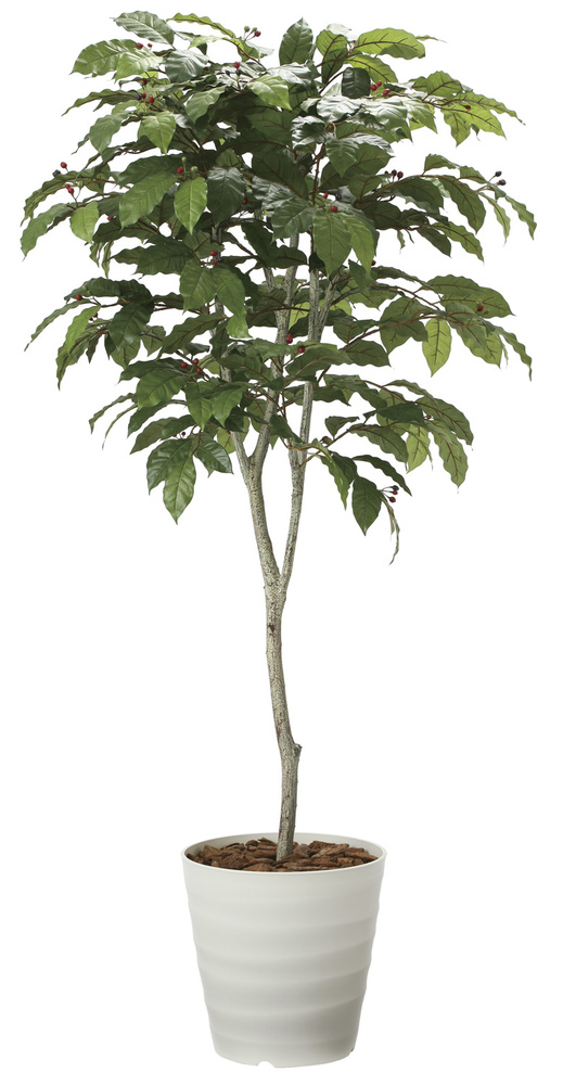 光触媒 人工観葉植物 コーヒーツリー1.8 (高さ180cm)