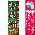 のぼり旗 表示:常緑樹 (GNB-1074) [プレゼント付]