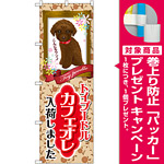 のぼり旗 トイプードル カフェオレ 入荷 (GNB-2456) [プレゼント付]