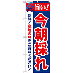 のぼり旗 旨い!今朝採れ (21689)