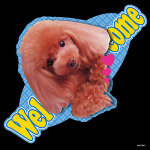 デコシール 犬 プードル レッド (写真) サイズ:レギュラー W285×H285 (62010)