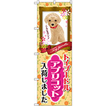 のぼり旗 トイプードル アプリコット 入荷 (GNB-2455)