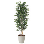 光触媒 人工観葉植物 白樺1.8(幹:天然白樺) (高さ180cm)