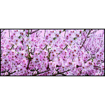 【2025年春商品】ディスプレイシート 桜満開 【限定品】 (No177-04_09)