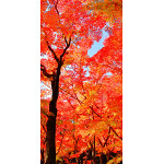 【2024年秋商品】タペストリー(防炎)山紅葉(No175-0504)