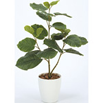 光触媒 人工観葉植物 造花 ウンベラ―タ80 (高さ80cm)
