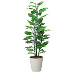 光触媒 人工観葉植物 カポック 1.8 (高さ180cm) - 店舗用品通販の