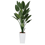 光触媒 人工観葉植物 造花 ストレチアW1.6 (高さ160cm)