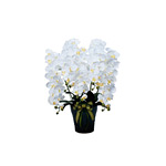 光触媒 人工観葉植物 造花 ロイヤル胡蝶蘭5本立W (高さ76cm)