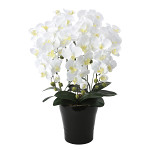 光触媒 人工観葉植物 造花 クイーン胡蝶蘭5本立W (高さ74cm)