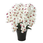 光触媒 人工観葉植物 造花 プレミアム胡蝶蘭7本立W/AB (高さ75cm)