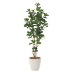 光触媒 人工観葉植物 クルシア1.6 (高さ160cm)