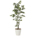 光触媒 人工観葉植物 造花 フィカスツリ―1.8 (高さ180cm)