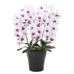 光触媒 人工観葉植物 造花 フレッシュ胡蝶蘭  5本立W/L (高さ72cm)