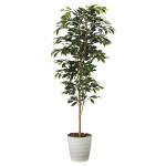 光触媒 人工観葉植物 ベンジャミン1.8 (高さ180cm)