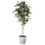 光触媒 人工観葉植物 ベンジャミン1.6 (高さ160cm)
