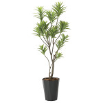 光触媒 人工観葉植物 造花 フレッシュドラセナ1.8 (高さ180cm)