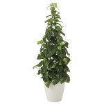 光触媒 人工観葉植物 フレッシュポトス1.2 (高さ120cm)