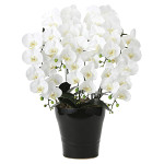 光触媒 人工観葉植物 造花 フレッシュ胡蝶蘭 5本立W (高さ72cm)