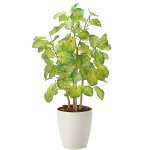 光触媒 人工観葉植物 造花 バウヒニア70 (高さ70cm)