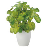 光触媒 人工観葉植物 造花 バウヒニア (高さ40cm)