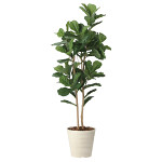 光触媒 人工観葉植物 造花 カシワバゴム1.8 (高さ180cm)