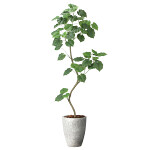 光触媒 人工観葉植物 造花 ナチュラルウンベラータ1.9(組立式) (高さ190cm)