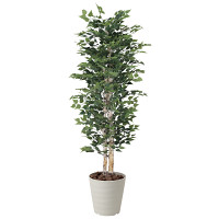 光触媒 人工観葉植物 白樺1.8(幹:天然白樺) (高さ180cm)