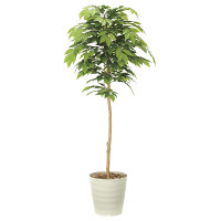 光触媒 人工観葉植物 ケヤキ1.6 (高さ160cm)